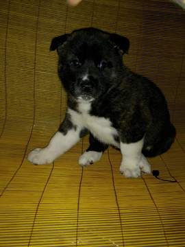 Medium Photo #1 Akita Puppy For Sale in CHRISTIANSBURG, VA, USA