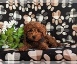 Small #5 Goldendoodle (Miniature)