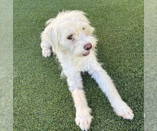 Medium Photo #5 Cockapoo (Miniature) Puppy For Sale in San Diego, CA, USA