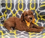 Small Photo #4 Poodle (Miniature) Puppy For Sale in LANCASTER, PA, USA