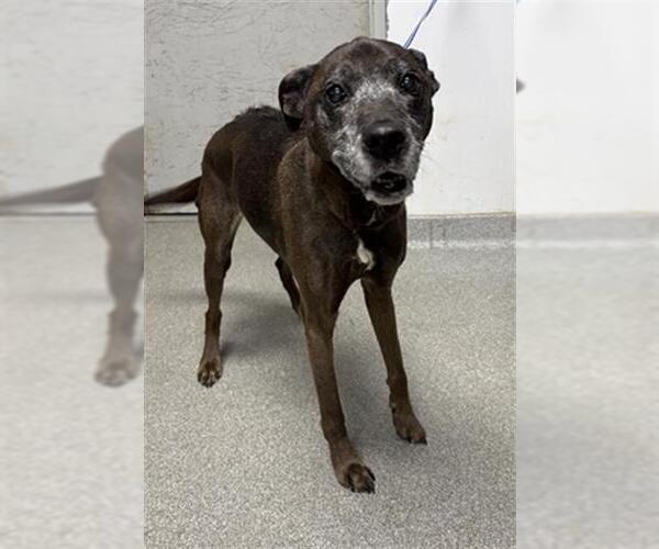 Medium Photo #1 Plott Hound-Unknown Mix Puppy For Sale in Palmetto, FL, USA
