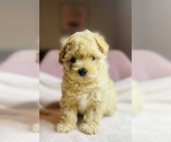 Medium Photo #1 Poodle (Toy) Puppy For Sale in SAN BERNARDINO, CA, USA