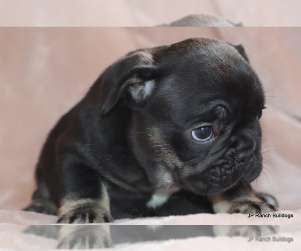 Medium Photo #8 French Bulldog Puppy For Sale in WINNSBORO, TX, USA