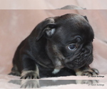 Small Photo #15 French Bulldog Puppy For Sale in WINNSBORO, TX, USA
