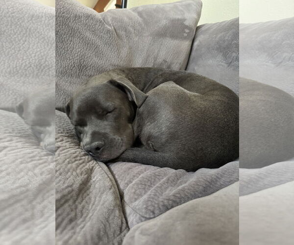 Medium Photo #5 Great Dane-Staffordshire Bull Terrier Mix Puppy For Sale in Chandler, AZ, USA