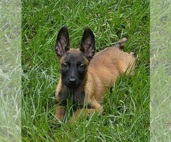 Medium Photo #2 Mutt Puppy For Sale in Imlay City, MI, USA