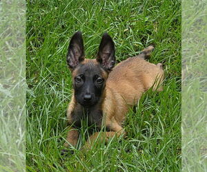 Disney Dogs - Dodger - Located in FL - Male Mutt Dog for Adoption - Photo #2