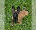 Small Photo #2 Mutt Puppy For Sale in Imlay City, MI, USA