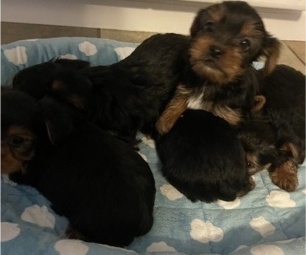 Medium Photo #2 Yorkshire Terrier Puppy For Sale in RANCHO CORDOVA, CA, USA