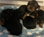Small #1 Yorkshire Terrier
