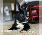 Small #7 Labrador Retriever Mix