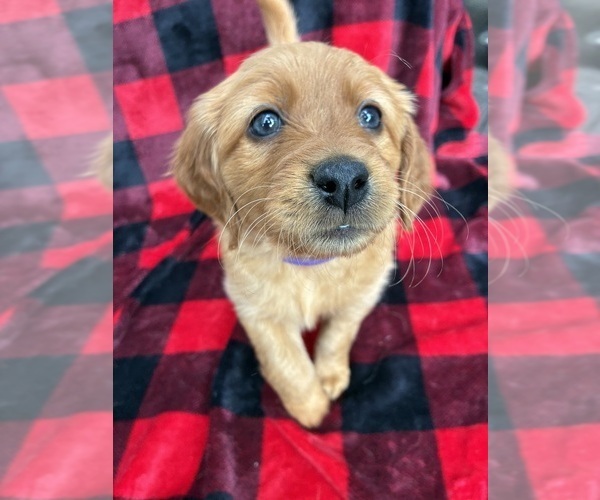 Medium Photo #1 Golden Labrador-Goldendoodle Mix Puppy For Sale in GROVE CITY, OH, USA