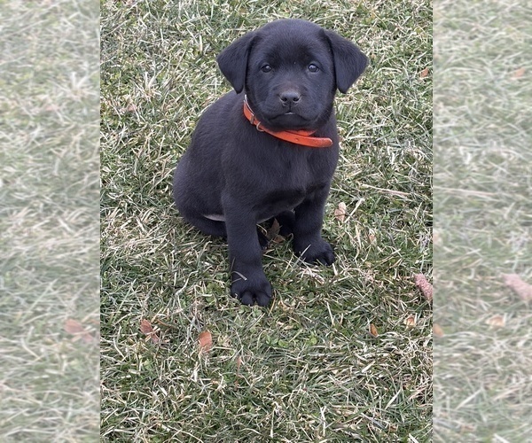 Medium Photo #4 Labrador Retriever Puppy For Sale in WAKARUSA, IN, USA