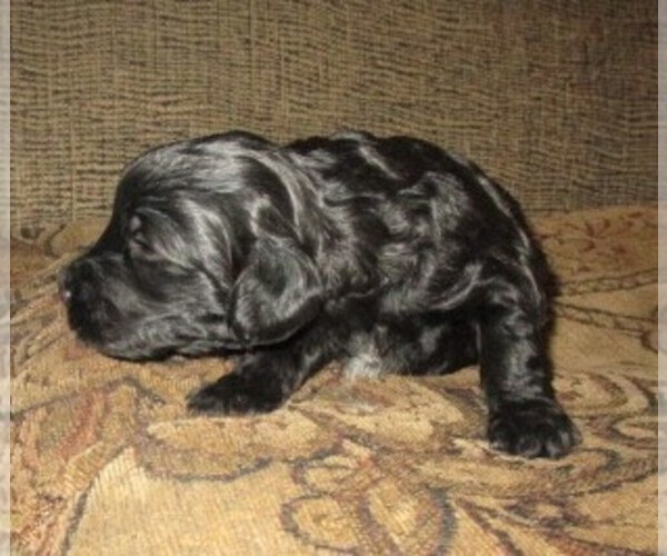 Medium Photo #8 Aussie-Poo-Aussiedoodle Mix Puppy For Sale in LINCOLN, AL, USA