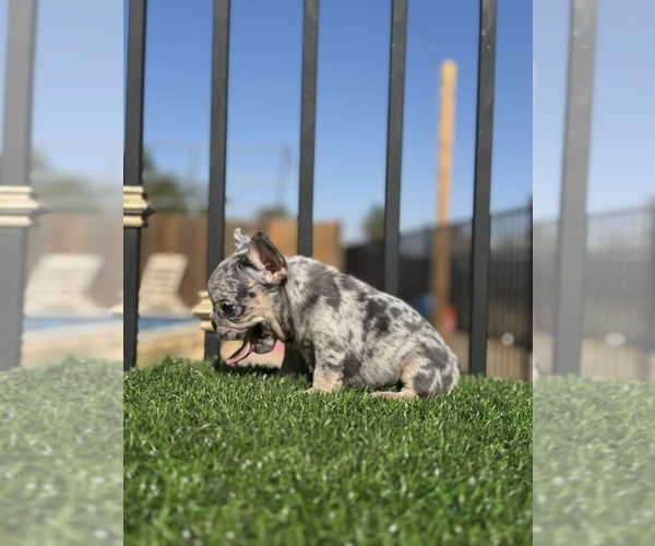Medium Photo #20 French Bulldog Puppy For Sale in VIRGINIA BEACH, VA, USA