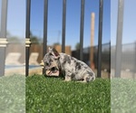 Small #19 French Bulldog