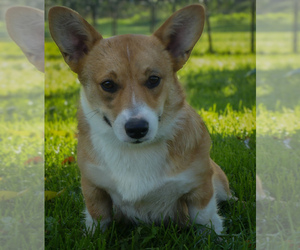 American Corgi Puppy for sale in FAIRBANK, IA, USA
