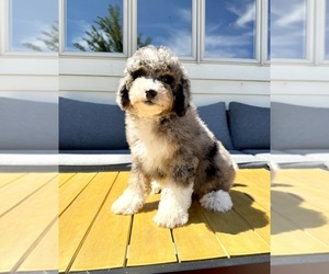 Miniature Bernedoodle Puppy for sale in GREENFIELD, IN, USA