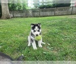 Small Photo #2 Siberian Husky Puppy For Sale in LINDENHURST, IL, USA