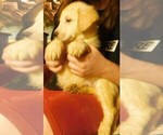 Small Photo #6 Golden Retriever Puppy For Sale in IDAHO SPRINGS, CO, USA