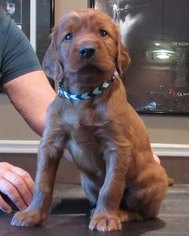 Irish Setter Puppy for sale in VANCLEAVE, MS, USA