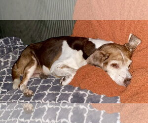 Coco Bean - Male Beagle Dog for Adoption - Photo #12