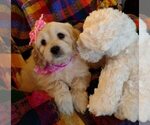 Small #1 Cavachon-Cavapoo Mix