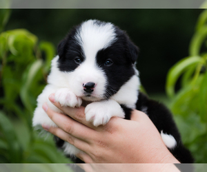 Border Collie Puppy for Sale in CONWAY, Missouri USA