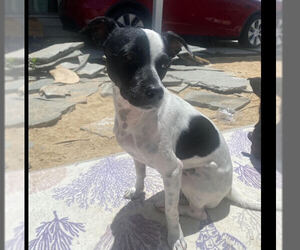 Little Boy *courtesy post - Male Jack-Rat Terrier Dog for Adoption - Photo #4