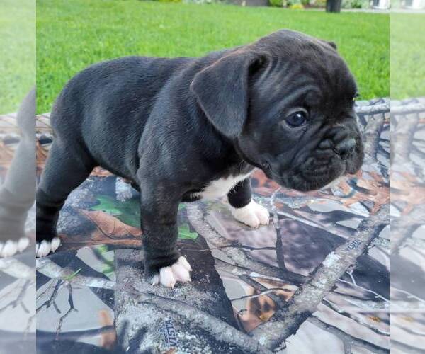 Medium Photo #1 French Bulloxer Puppy For Sale in CANAJOHARIE, NY, USA