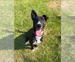 Small #4 Collie-Labrador Retriever Mix