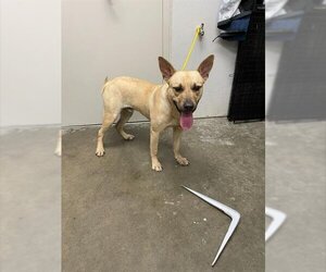 Labrador Retriever-Unknown Mix Dogs for adoption in Rosenberg, TX, USA