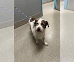 Small Mutt