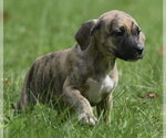 Small #2 Boxer Mix