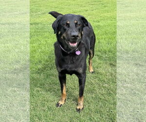 Labrottie Dogs for adoption in Fort Worth, TX, USA
