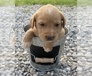 Labrador Retriever-Unknown Mix Puppy for sale in RUTHERFORDTON, NC, USA