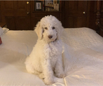 Small Photo #2 Goldendoodle Puppy For Sale in BIRMINGHAM, AL, USA