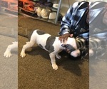 Small Photo #5 American Bully Puppy For Sale in PEMBERTON, NJ, USA