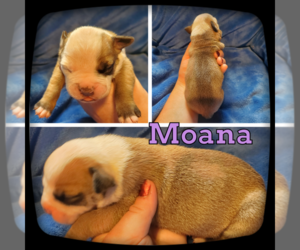 Olde English Bulldogge Puppy for sale in WHEELER, MI, USA