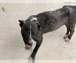Small #1 American Pit Bull Terrier Mix