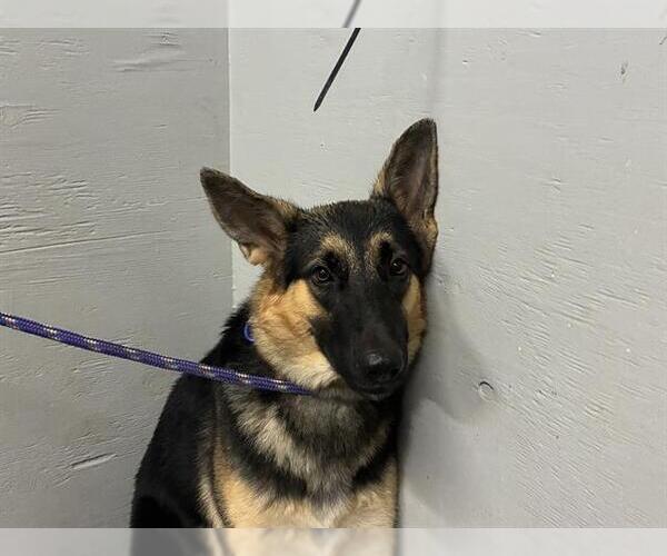 Medium Photo #1 German Shepherd Dog Puppy For Sale in Camarillo, CA, USA