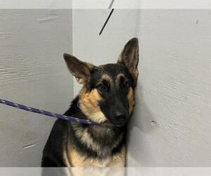 German Shepherd Dog Dogs for adoption in Camarillo, CA, USA