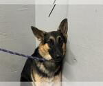 A889411 - Female German Shepherd Dog Dog for Adoption - Small photo