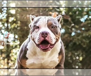 Mother of the American Bully puppies born on 06/23/2022