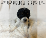 Puppy Yellow Girl Aussiedoodle Miniature