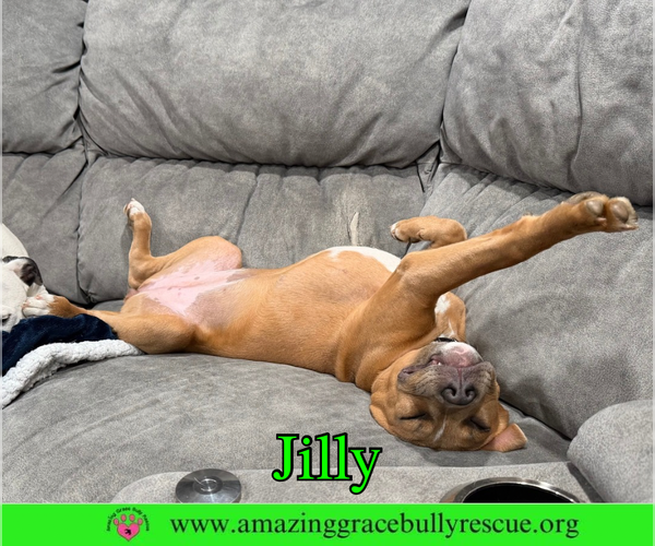 Medium Photo #5 American Pit Bull Terrier-Unknown Mix Puppy For Sale in Pensacola, FL, USA