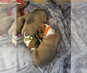 Boxer Litter for sale in CHESTERFIELD, VA, USA