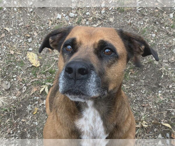 Medium Photo #5 Black Mouth Cur-Unknown Mix Puppy For Sale in Anniston, AL, USA