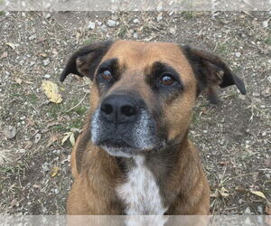 Stella - Female Black Mouth Cur-Unknown Mix Dog for Adoption - Photo #5