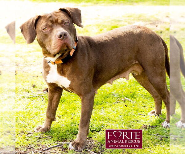 Medium Photo #2 American Staffordshire Terrier-Unknown Mix Puppy For Sale in Marina del Rey, CA, USA